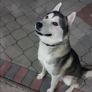 Meet your Posher, Adel